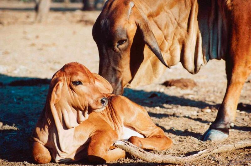 Baby Brahman calf