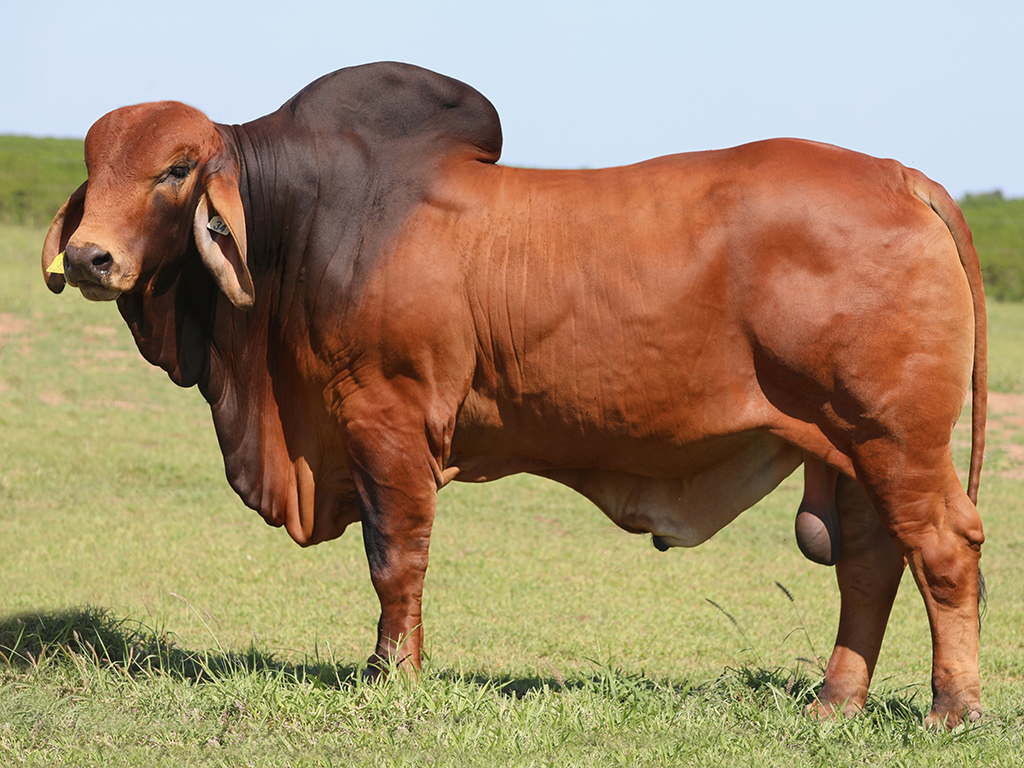 39 ELM - ROC TYCOON (IVF) (PP) ARE34$24M