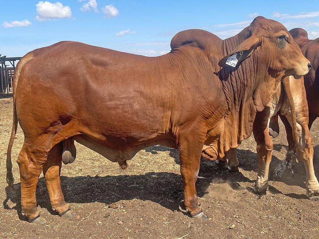 ELANSU SEBASTION (AI) (PP) - Gipsy Plains Brahmans