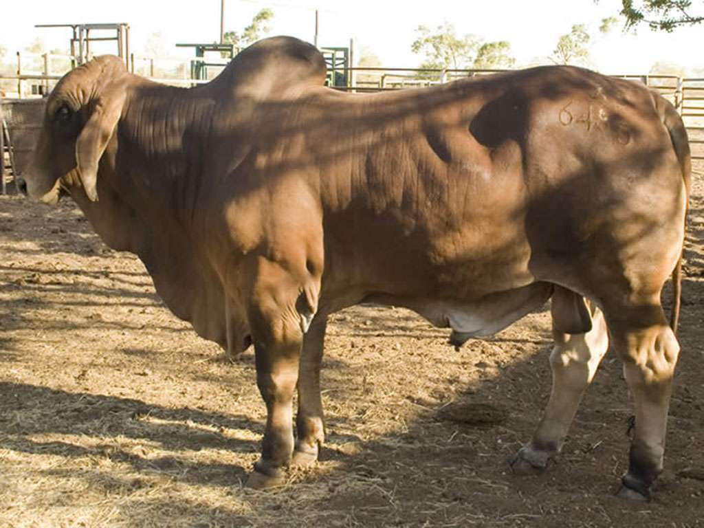 KANDOONA MARSHALL (ET) (H) - Gipsy Plains Brahmans